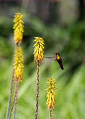 Chrysolampis mosquitus