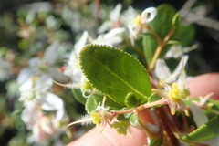 Agathosma crenulata