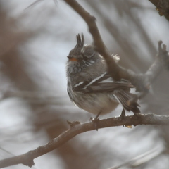 Anairetes flavirostris