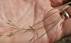 Juncus pelocarpus