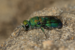 Chrysidini
