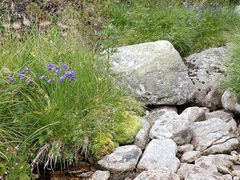 Campanula serrata