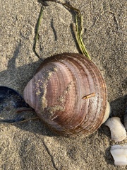 Glycymeris glycymeris