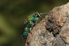 Chrysidini