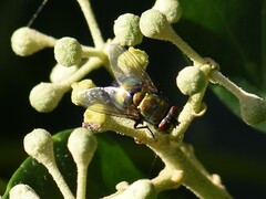 Lucilia
