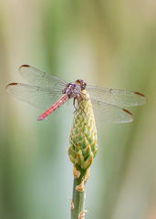 Orthemis discolor