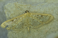 Herpetogramma aquilonalis