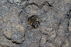 Anthophora