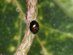 Chilocorus bipustulatus