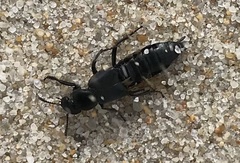 Creophilus maxillosus