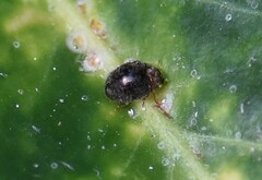 Rhyzobius lophanthae