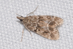 Eudonia mercurella