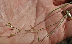 Juncus pelocarpus