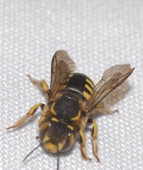Anthidium florentinum