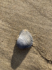 Acanthocardia echinata