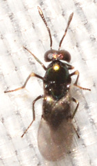 Encyrtinae