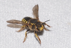 Anthidium florentinum