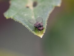 Lindneromyia dorsalis