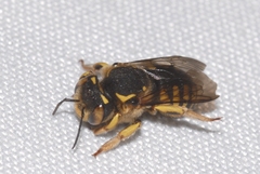 Anthidium florentinum