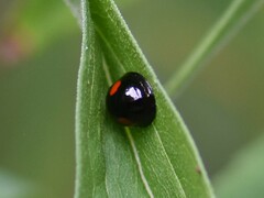 Chilocorus renipustulatus