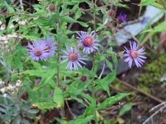 Canadanthus modestus