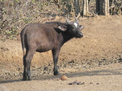 Syncerus caffer caffer