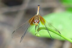 Neurothemis intermedia