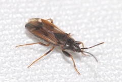 Eremocoris fenestratus