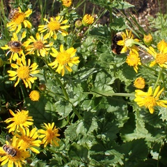 Asteroideae