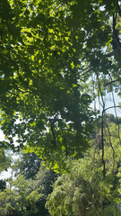 Acer nigrum