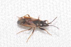 Eremocoris fenestratus