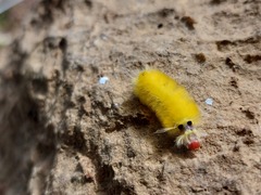 Lophocampa