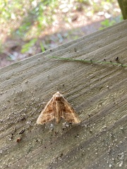Phlogophora