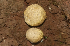 Scleroderma verrucosum