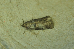 Acrobasis