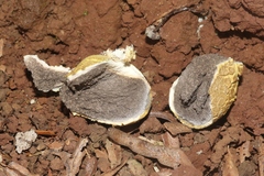 Scleroderma verrucosum