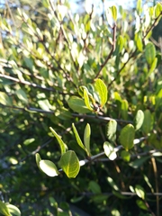 Rhamnus alaternus