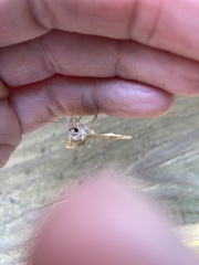 Phlogophora
