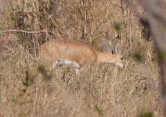 Raphicerus campestris campestris