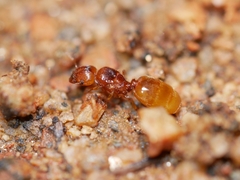 Pheidole cerebrosior