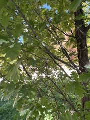 Quercus gambelii