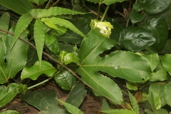Passiflora edulis