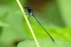 Onychargia atrocyana