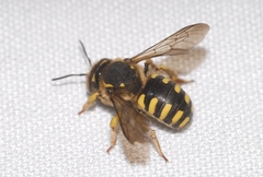 Anthidium florentinum