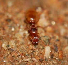 Pheidole cerebrosior