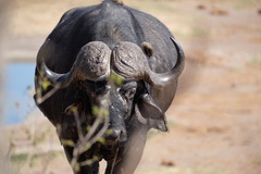 Syncerus caffer caffer