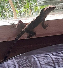 Anolis apollinaris