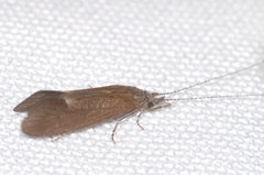 Ceraclea dissimilis