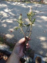 Cirsium vulgare
