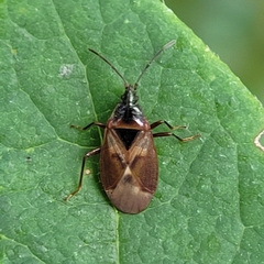 Gastrodes abietum